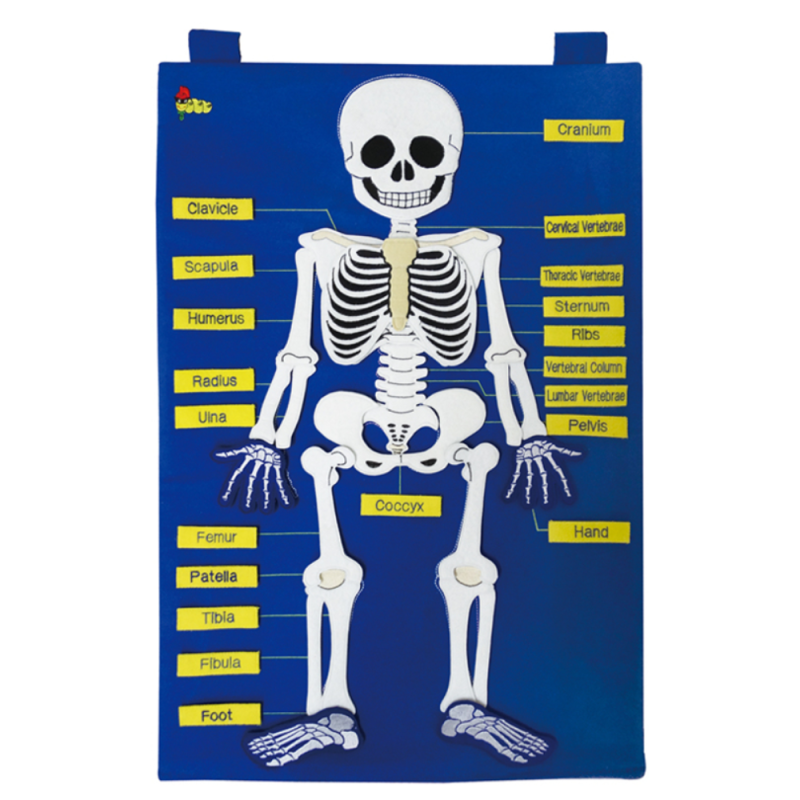 #14503-2 My Skeleton
