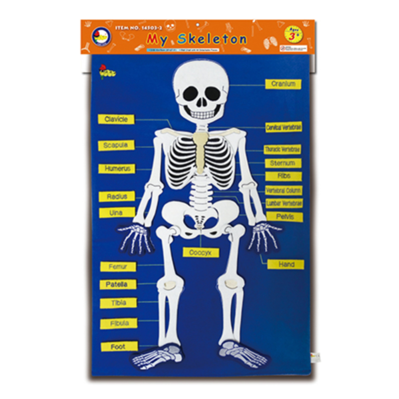 #14503-2 My Skeleton
