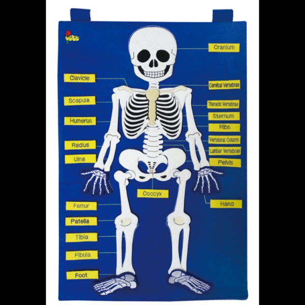 #14503-2 My Skeleton
