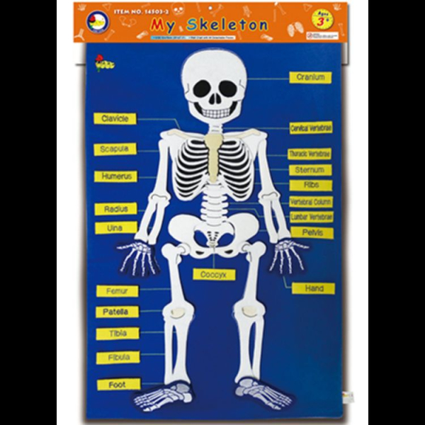 #14503-2 My Skeleton